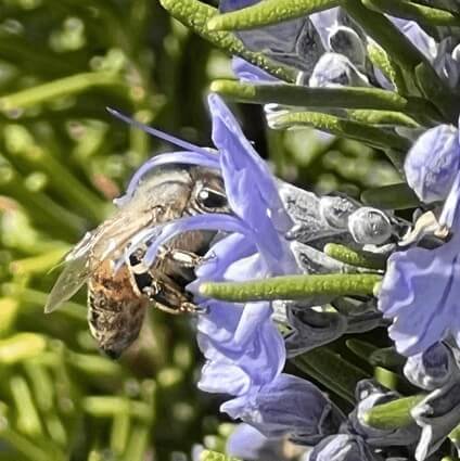Bee in Purple Flower